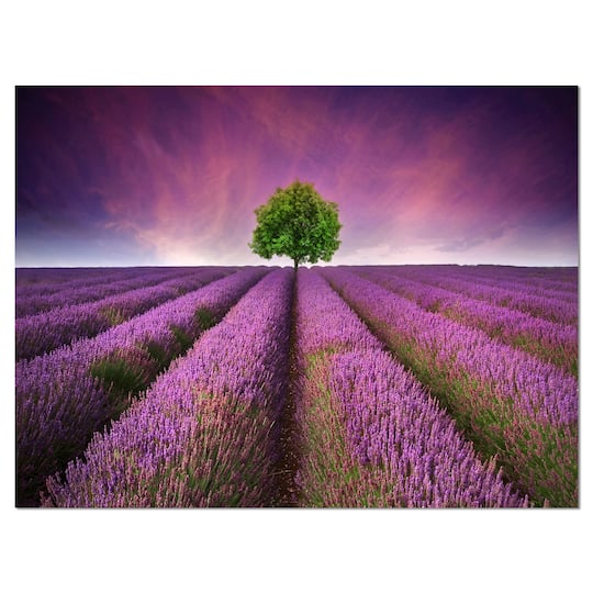 Designart - Lavender Field Sunset with Single Tree